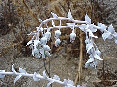 dudleya pulverulenta